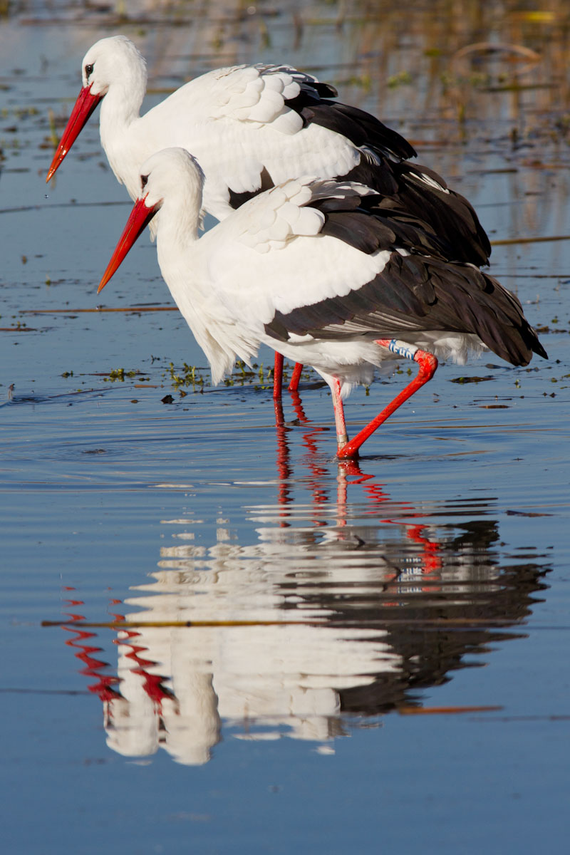 Ciconia ciconia - Cicogna bianca